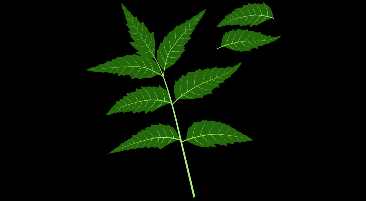 Neem Leaves and its benefits